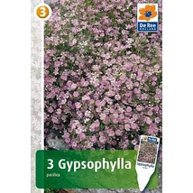 Vh08433 Gypsophila Pacifica Pink