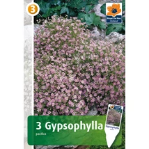 Vh08433 Gypsophylla Pacifica Pink 3db/cs