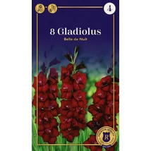 Vh08759 Gladiolus Supreme Largeflowering Belle de Nuit 8db/cs