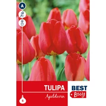 Vh 16080  Tulipa Darwin H. Apeldoorn 5db/cs 10/11