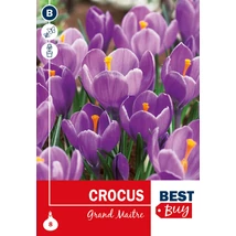 Vh 16013 Crocus Grand Maitre 8db/cs 7/8
