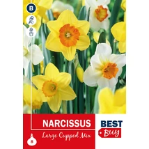 Vh 16088 Narcissus largecupped Mix 8db/cs 10/12