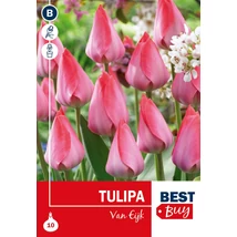 Vh 16003 Tulipa Darwin H. Van Eijk 5db/cs 10/11