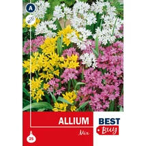 Vh 16010  Allium Mix 25db/cs 4/+