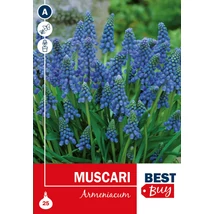 Vh 16024  Muscari Armeniacum Blue 25db/cs 6/7