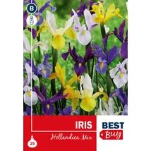 Vh 16019  Iris Holl. Mix 25db/cs 6/7