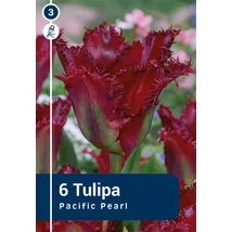 Vh 16819 Tulipa Crispa Pacific Pearl 6db/cs 11/12