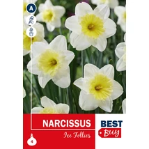Vh 16077  Narcissus Ice Follies 4db/cs 10/12