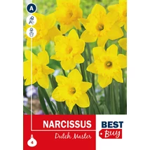 Vh 16078  Narcissus Dutch Master 4db/cs 10/12