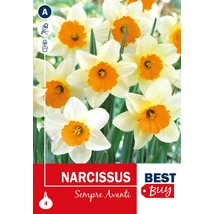 Vh 16079  Narcissus Sempre Avanti 4db/cs 10/12
