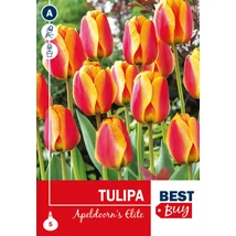 Vh 16081  Tulipa Darwin H. Apeldoorn's Elite 5db/cs 10/11