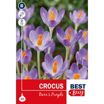 Vh16052 Crocus Barr's Purple 15db/csom