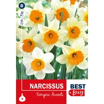 Vh 16040 Narcissus largecupped Sempre Avanti 8db/cs 10/12