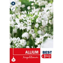 Vh 16054  Allium Neapolitanum 30db/cs 4/+