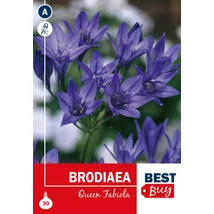 Vh 16057  Brodiaea Queen Fabiola 30db/cs 4/5