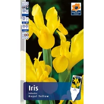 Vh 16059  Iris Holl. Royal Yellow 12db/cs 6/7