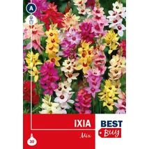 Vh 16060  Ixia Mix 30db/cs 4/5