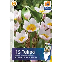 Vh 16288 Tulipa Botanical Bakari Lilac Wonder 15db/cs 5/+