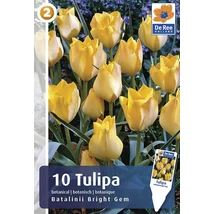 Vh 16289 Tulipa Botanical Batalinii Bright Gem. 10db/cs 6/+