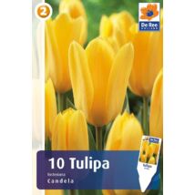 Vh16294 Tulipán Fosteriana Candela 10db/csom