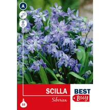 Vh 16028  Scilla Siberica 15db/cs 6/7