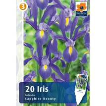 Vh 16382  Iris Hollandica Sapphire Beauty 20db/cs 8/9