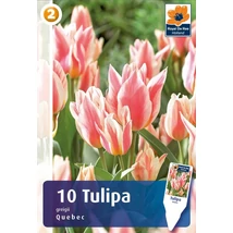 Vh 16259 Tulipa Greigii Quebec 6db/cs 11/12