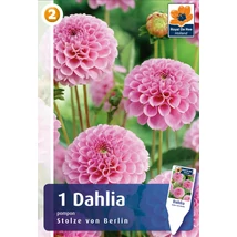 Vh08272 Dahlia Pompon/Ball Stolze von Berlin 1 db/cs