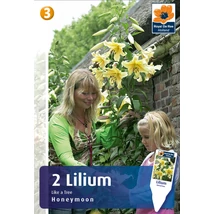 Vh08518 Liliom Tree Lily Honeymoon 2db/cs