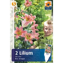 Vh08520 Liliom Tree Lily On Stage 2db/cs
