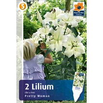 Vh08521 Liliom Tree Lily Pretty Woman