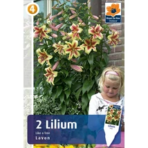 Vh08522 Liliom Tree Lily Lavon 2db/cs