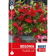 Vh08051 Begonia Pendula Red 2db/cs