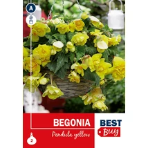 Vh08052 Begonia Pendula Yellow 2db/cs