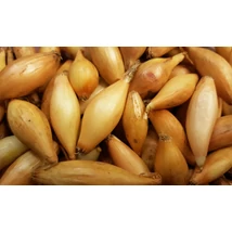 Dughagyma Sonka Bamberger 14-19mm 10kg/zs