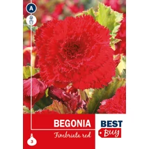 Vh08053 Begonia Fimbriata Red 3db/cs