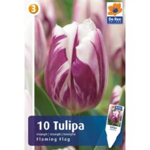 Vh16831 Tulipán Rembrandt Flaming Flag 10db/csom