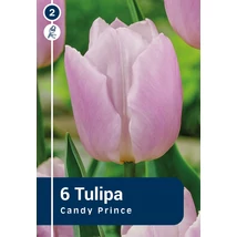 Vh 16827 Tulipa Single early Candy Prince 6db/cs 11/12