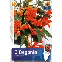 Vh08382 Begonia Pendula Orange 3db/cs
