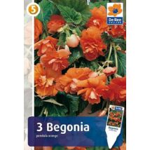 Vh08382 Begonia Pendula Orange