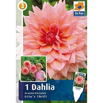 Vh08516 Dahlia Dinner Plate Otto's Thrill 1db/cs