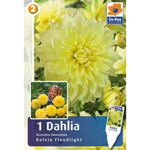 Vh08515 Dahlia Dinner Plate Kelvin Floodlight 1db/cs