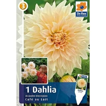 Vh08514 Dahlia dinner plate Cafe au Lait