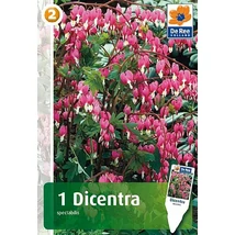 Vh08431 Dicentra Spectabilis Pink