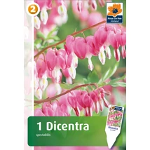 Vh08431 Dicentra Spectabilis Pink