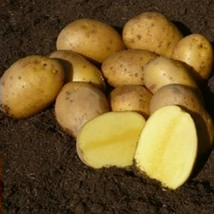 Burgonya Agria 50db-os "E" 25-35mm NL