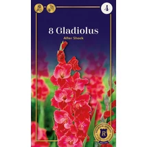 Vh08646  Gladiolus Supreme Largeflowering After Shock 8db/cs