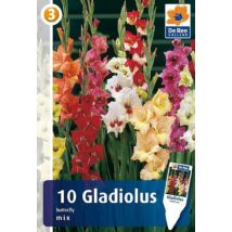 Vh08479 Gladiolus Butterfly mix