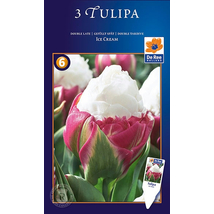 Vh16683 Tulipán Supreme Double late Ice Cream 3db/csom