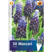 Vh 16801  Muscari Latifolium 30db/cs 5/+
